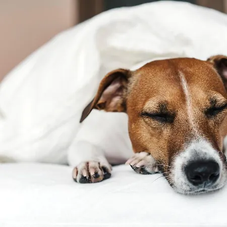 - The Niu, Mood By Ihg 3* Mohuč