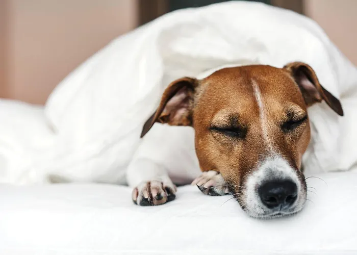 - The Niu, Mood By Ihg 3* Moguncja